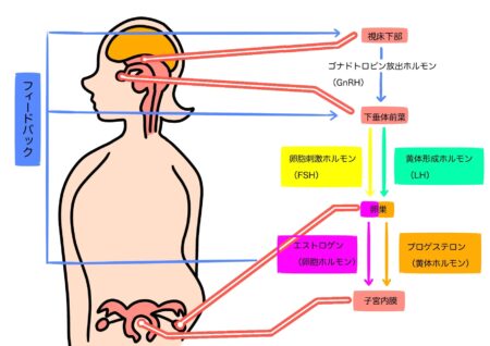 排卵障害の鍼灸・写真1｜鎌ケ谷・船橋・松戸