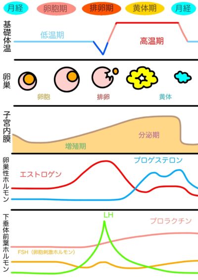 高プロラクチン血症の鍼灸・写真1｜鎌ケ谷・船橋・松戸