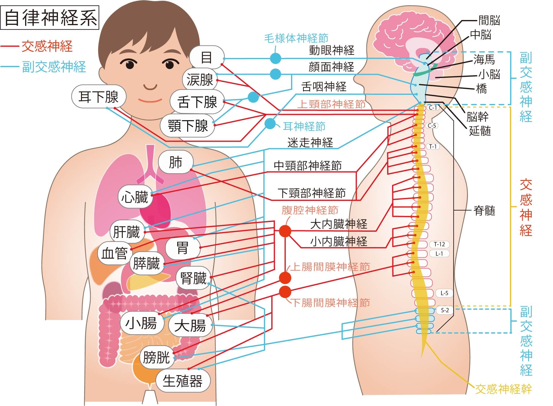 論文_自律神経と鍼・写真2