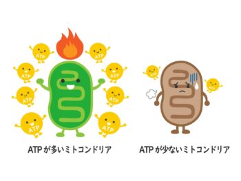 お灸で卵子の質改善|研究・写真3